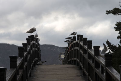 Seagulls perching on railing at bridge against cloudy sky
