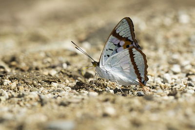 Close-up of butterfly on land