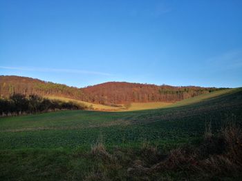 Scenic view of field against clear blue sky