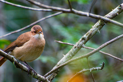 Close-up of bird perching on branch