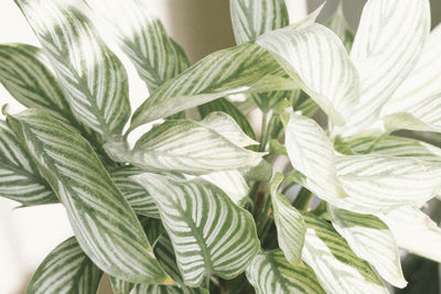 Close-up of fresh green leaves