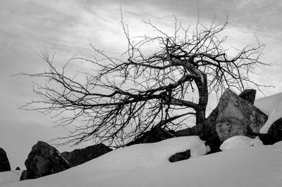 Low angle view of bare trees against sky