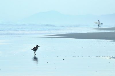 Bird perching on shore at beach