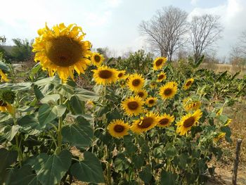 Close-up of sunflower on field