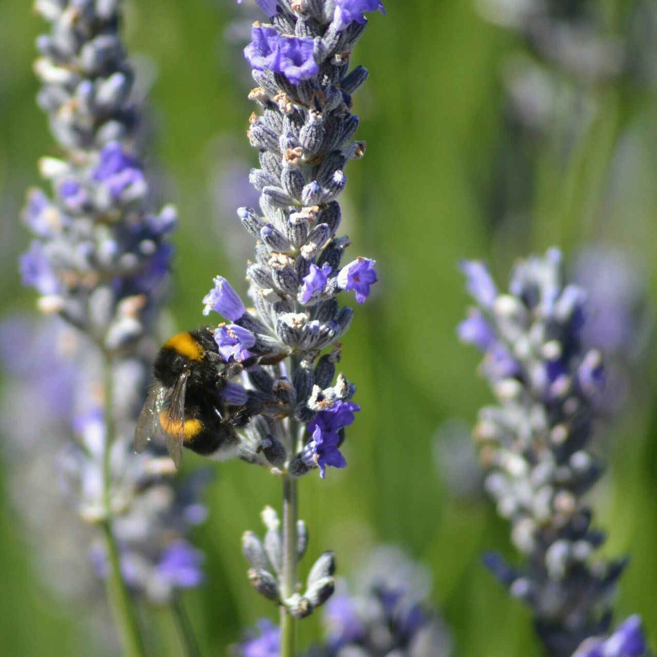 insect, animal themes, one animal, flower, animals in the wild, wildlife, purple, pollination, bee, freshness, fragility, beauty in nature, focus on foreground, close-up, growth, symbiotic relationship, honey bee, nature, petal, selective focus