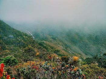 Scenic view of grassy field and mountains during foggy weather