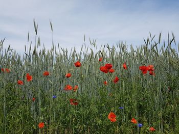 Close-up of poppies on field against sky