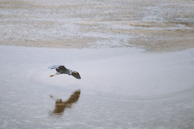 Bird flying over lake during winter