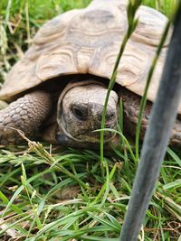 Close-up of turtle on field