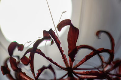 Close-up of dried plant