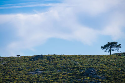 Field full of gorse with blue sky in galicia