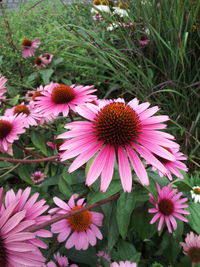 Close-up of pink flowers in park