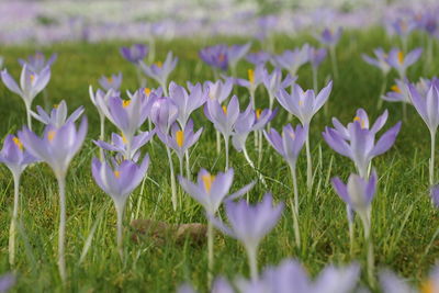 Close-up of purple crocus flowers blooming on field