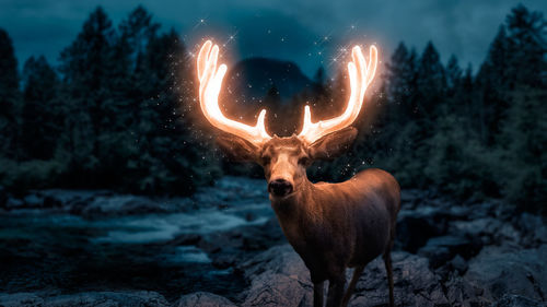 View of deer standing on field at night