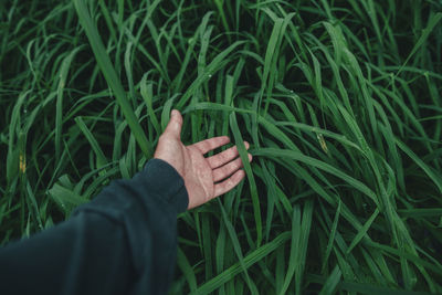 Cropped hand of person against plants