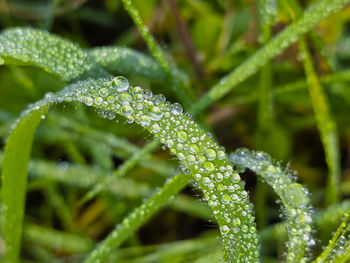 Close-up of wet plant leaves during rainy season