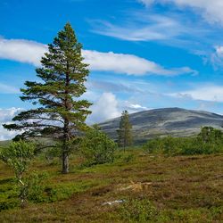 Tree on field by mountain against sky