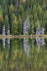 Scenic view of lake against forest