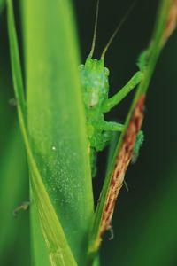 Close-up of insect on plant