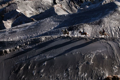 High angle view of animals in snow