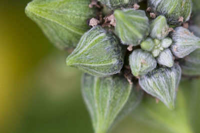 Close-up of insect on plant