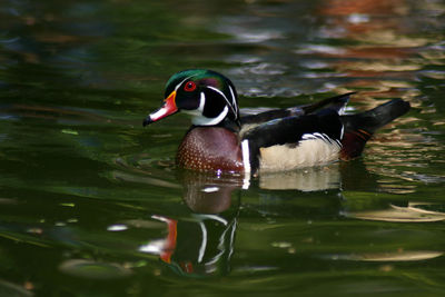 Duck swimming in lake