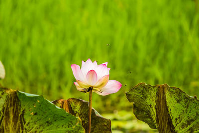 Close-up of pink water lily