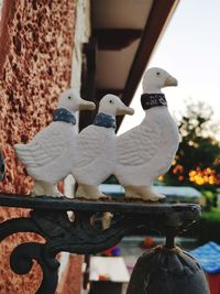 Close-up of bird perching outdoors