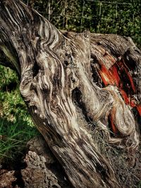 Close-up of tree trunk in forest