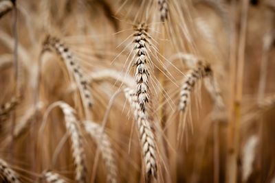 Close-up of wheat growing on field