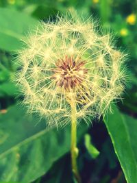 Close-up of dandelion