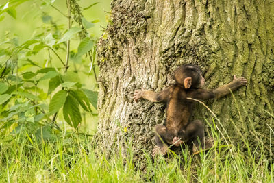 Squirrel on tree trunk