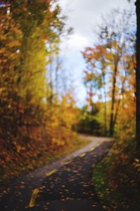 Road passing through forest