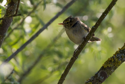 Bird perching on branch