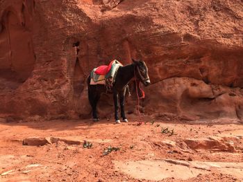Horse standing in desert