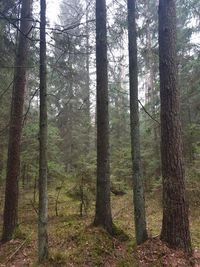 Trees in forest