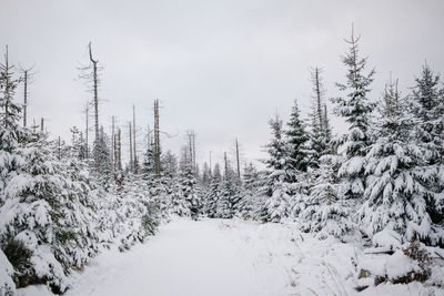 Snow covered trees in forest