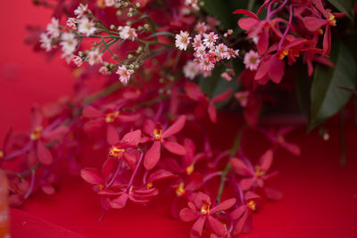 Close-up of red flowering plant