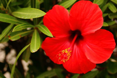 Close-up of red hibiscus blooming outdoors