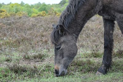 Horse grazing on grassy field