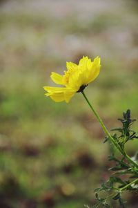 Close-up of yellow flowering plant