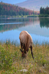 An elk grazes with the rocky mountains in the background.