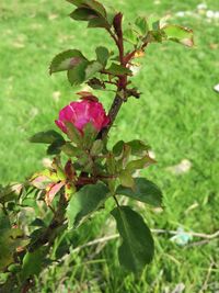 Close-up of pink flower tree