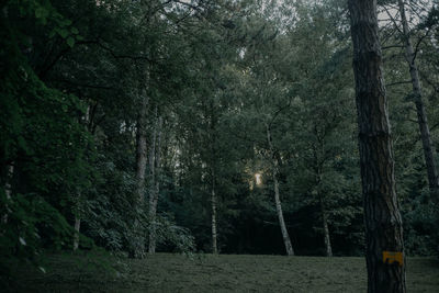 View of trees in forest