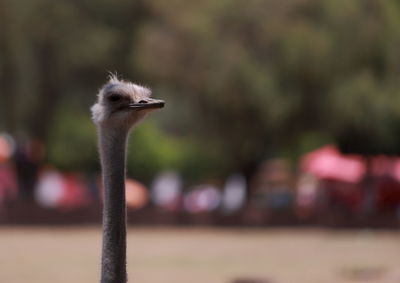 ostrich