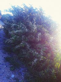 Close-up of plant against sky