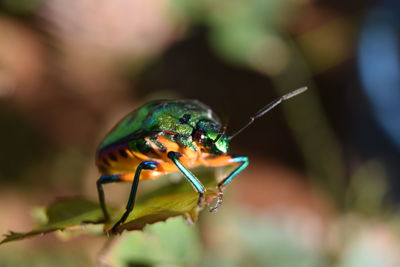 Close-up of insect on leaf