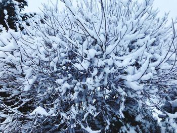 Close-up of frozen tree during winter