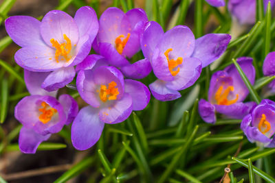 Close-up of purple crocus flowers