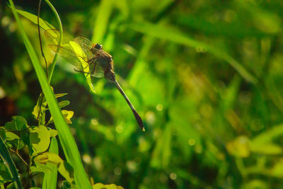 Close-up of insect on plant